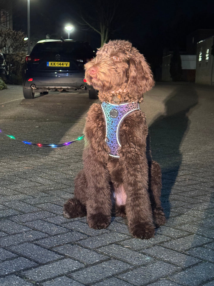 Zien en gezien worden: het reflecterende hondenharnas van By Lilo - By Lilo