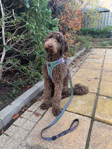 Reflecterende instapharnas + Riem Bundel